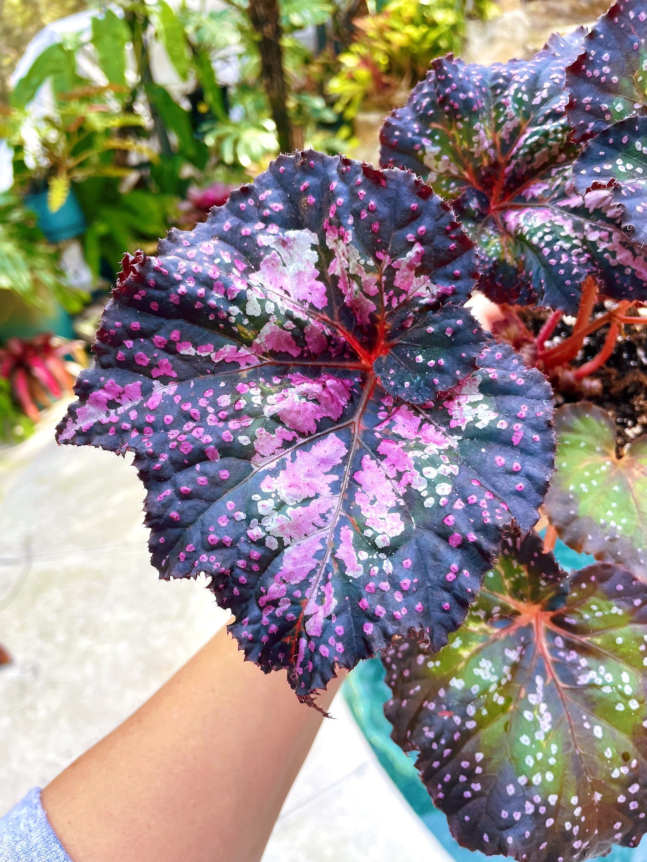 BANGKING 　エメラルド Actual Plant RARE Rex Begonia Hybrid Variegated NOID Unnamed Only