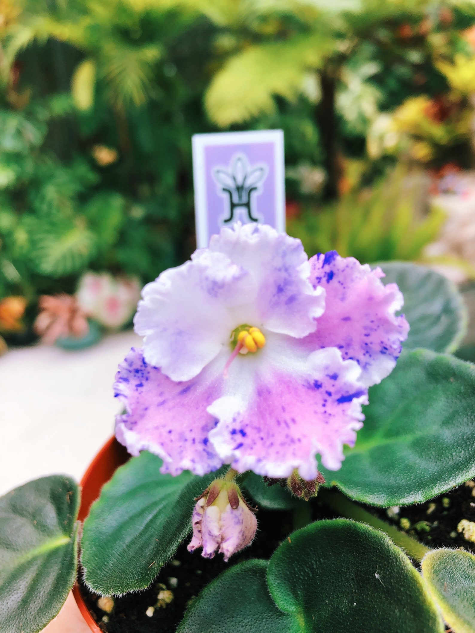 Live house plant variegated bloom African Violet Harmonys Etsy