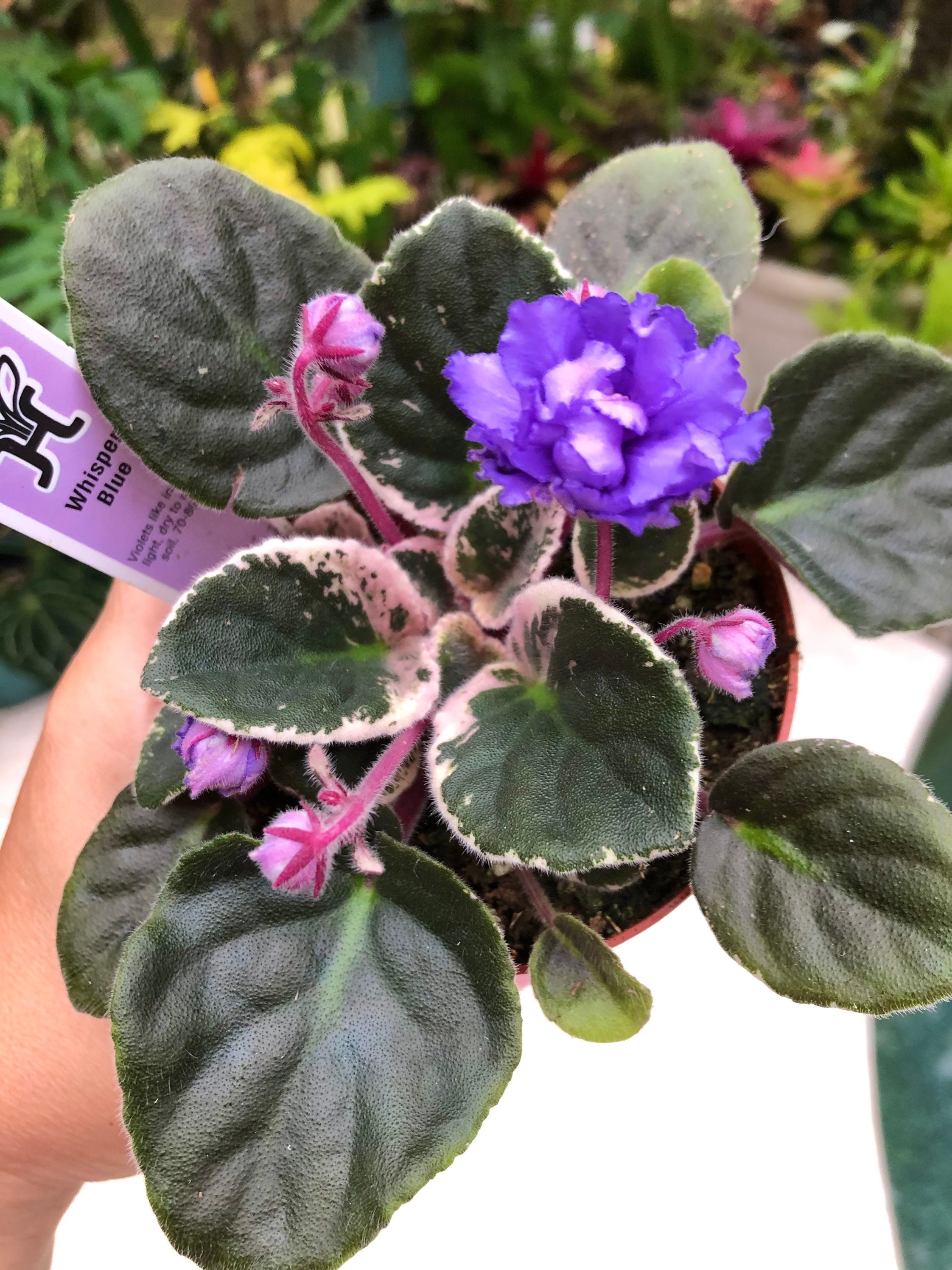African sale violet variegated