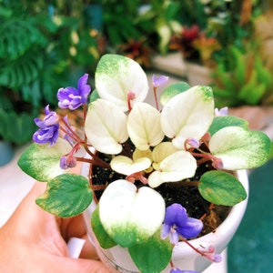 African Violets Dollhouse Minis1:12 Gailslittlestuff pick from 4 colors 
