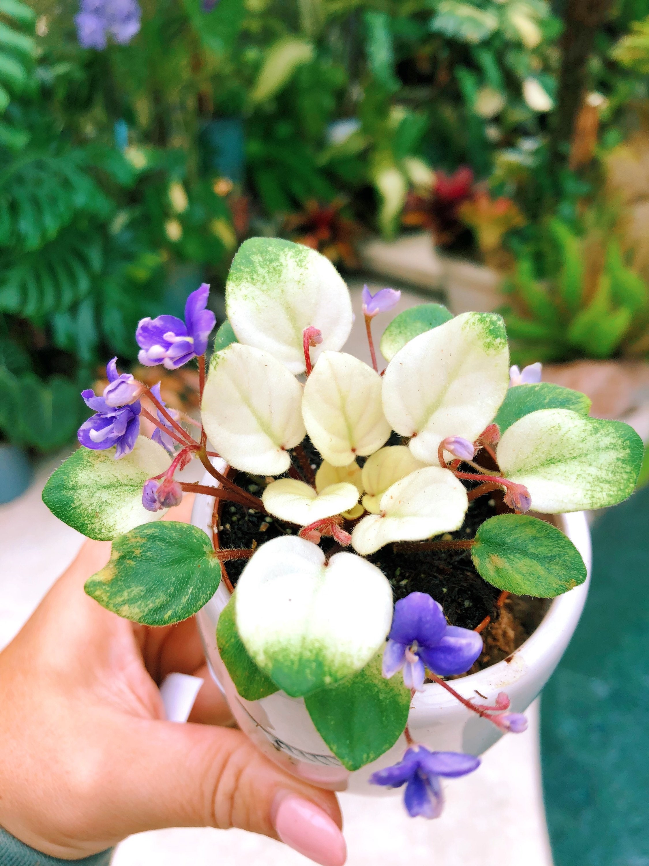 Miniature Rare Mini African Violet Variegated harmonys - Etsy Singapore