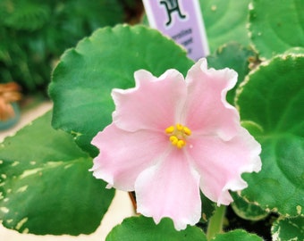 Live house plant variegated Harmony’s African Violet ‘Carolina Elegant Affair’ pink garden 4” flower Potted gift