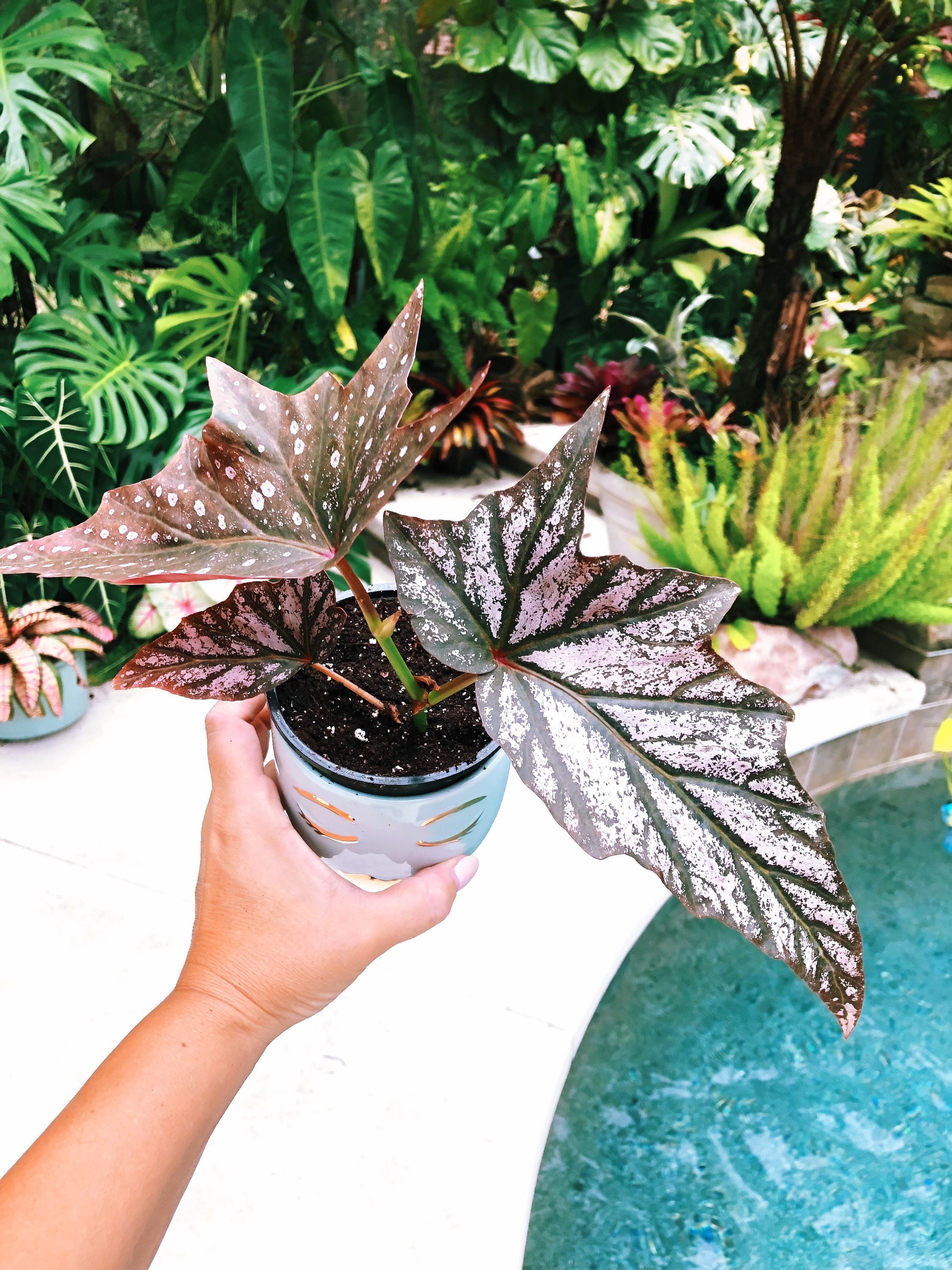 Angel Wing Cane Begonia 'dimitrios' Pink Metallic 4” Potted House