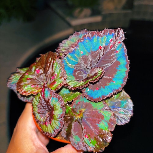 Rex Begonia Blue Flashing Iridescent Swirl Live House Plant Potted