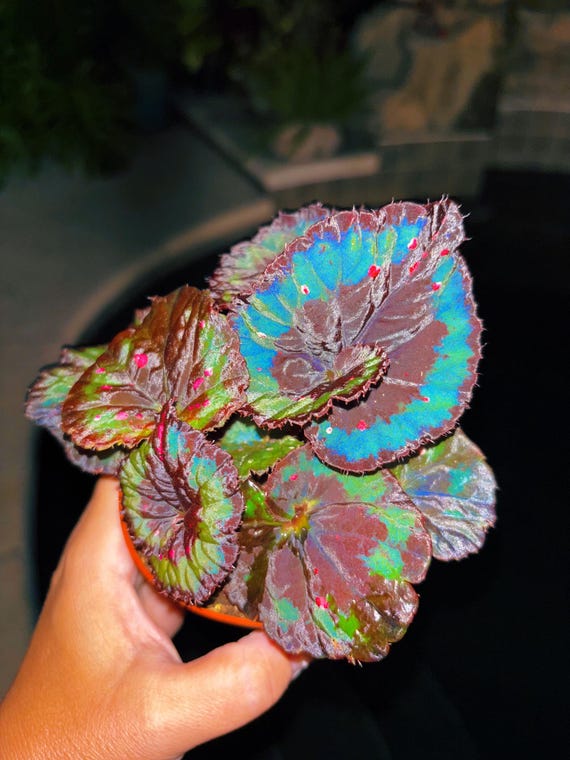 Rex Begonia Blue Flashing Iridescent Swirl Live House Plant Potted