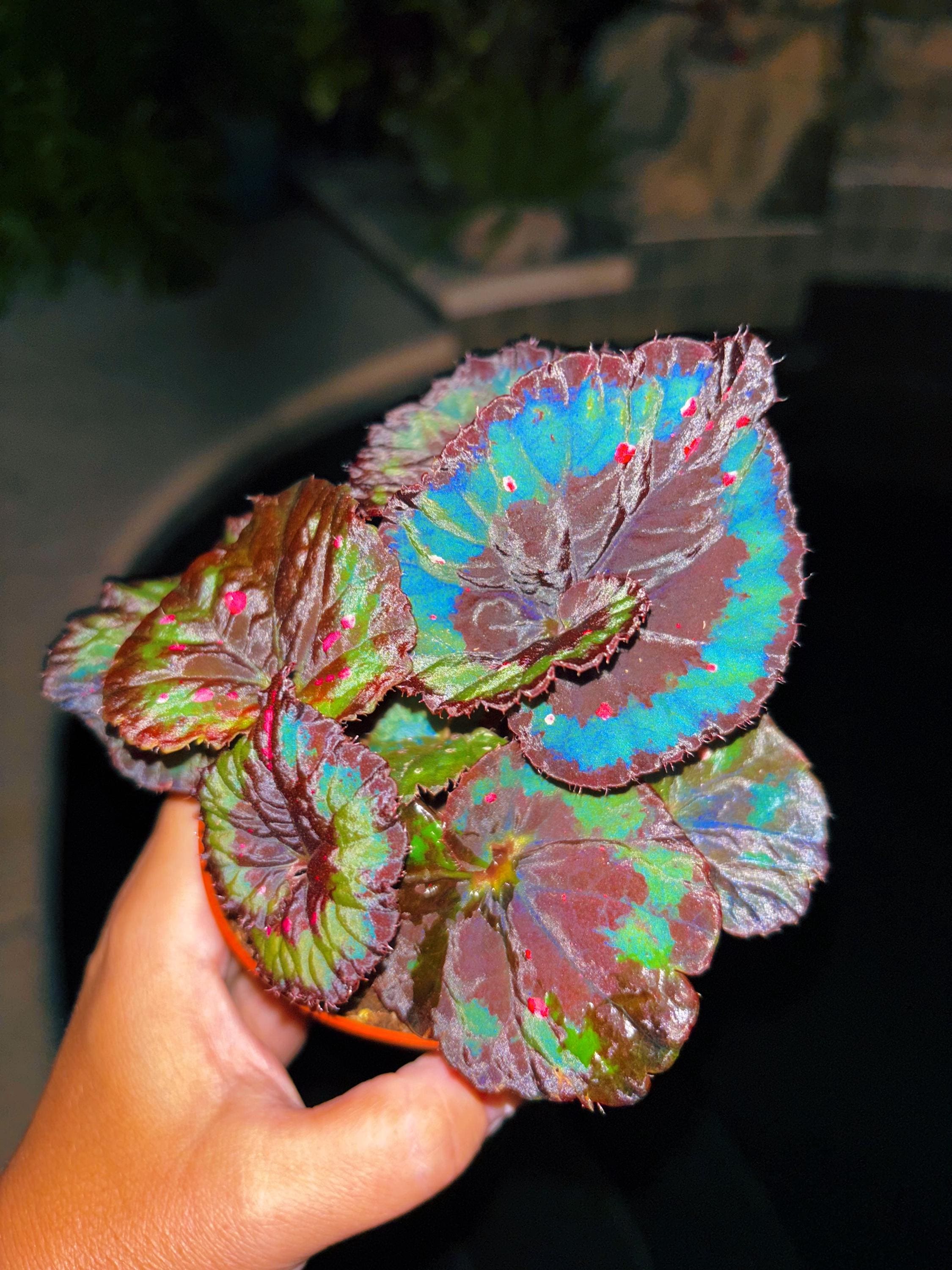 Rex Begonia Blue Flashing Iridescent Swirl Live House Plant Potted