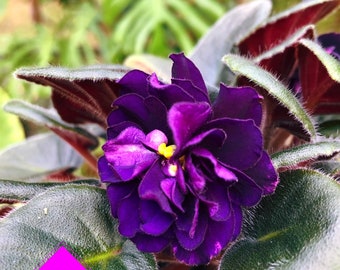 Live house plant Harmony’s African Violet ‘Black Pearl’ garden 4” flower flowering Potted gift