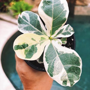 May include: A potted Ficus elastica 'Variegata' plant, also known as a rubber tree, with large, variegated leaves. The leaves display a mix of green and creamy white colors. The plant is in a black pot, held against a blurred background of a pool.