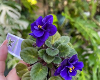 Miniature rare mini Harmony’s African Violet  ‘Blue Blaze’ 2” Potted house plant flower gift pixie