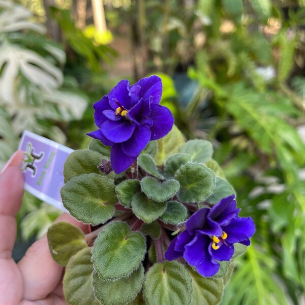 Miniature rare mini Harmony’s African Violet  ‘Blue Blaze’ 2” Potted house plant flower gift pixie