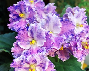 Live house plant variegated fantasy bloom Harmony’s African Violet ‘Amour Elite’ garden 4” pot flower Potted gift