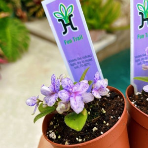House plant mini pixie variegated Fantasy bloom African Violet ‘Fun Trail’ 2” pot flower garden gift