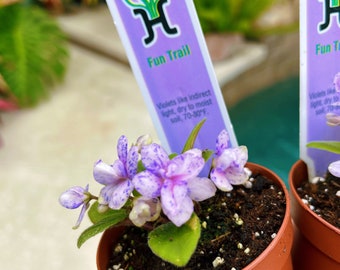 House plant mini pixie variegated Fantasy bloom African Violet ‘Fun Trail’ 2” pot flower garden gift