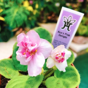 May include: A close-up of an African violet plant in a small brown pot. The plant features light pink and white flowers with dark pink centers, surrounded by green, textured leaves. A label reads "Aca's Pink Delight."