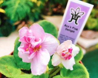 Live house plant bloom Harmony’s African Violet ‘Aca’s Pink Delight’ garden 4” pot flower Potted gift