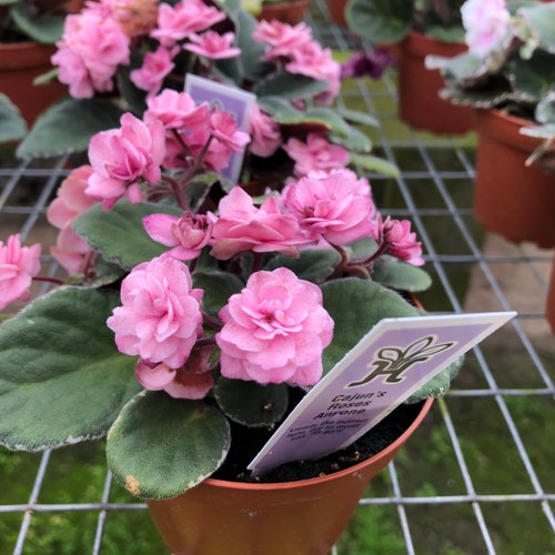 Live House Plant African Violet Harmonys rose Bouquet Etsy