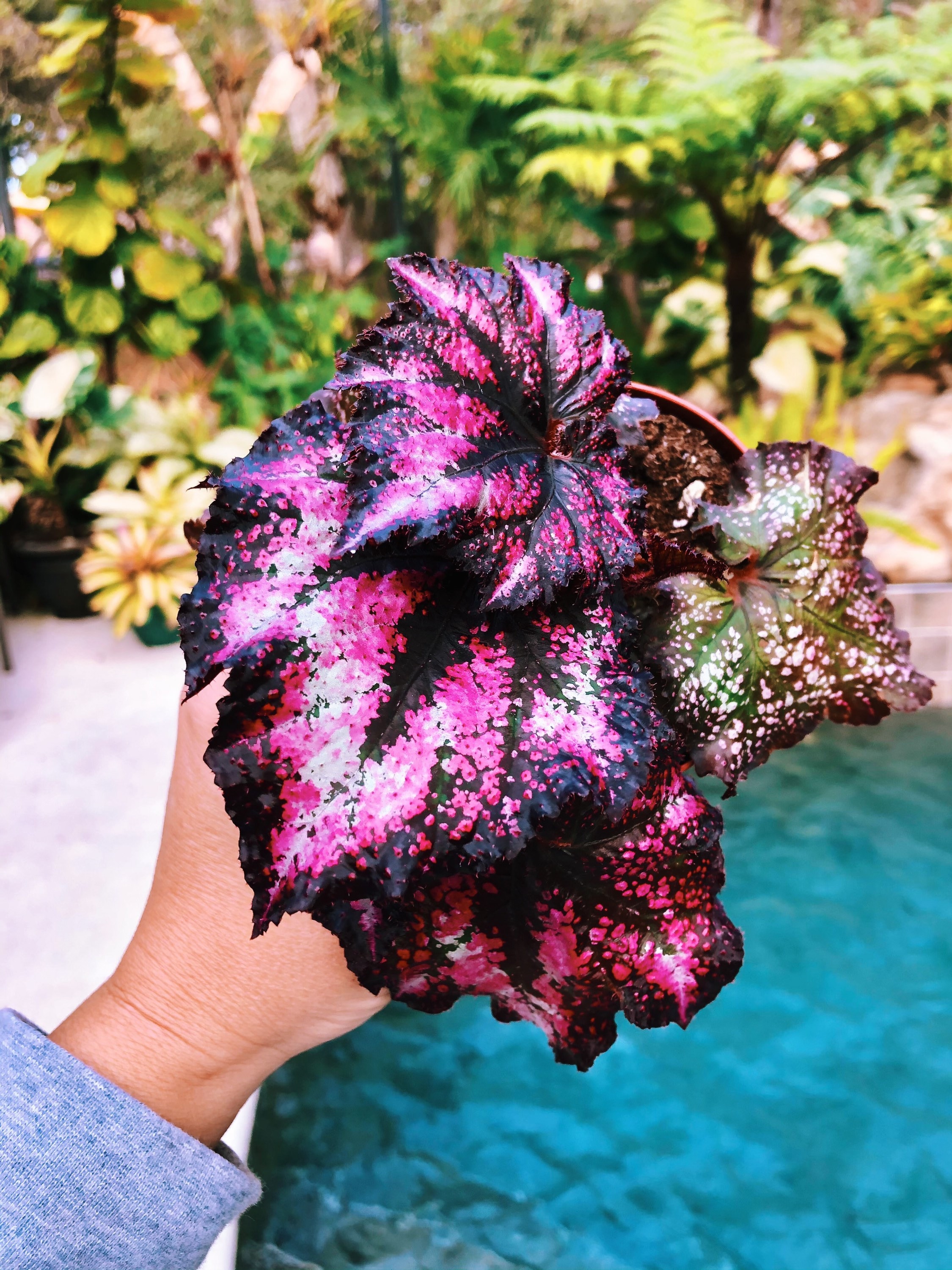 Rex Begonia 'harmony's Cherry Bomb' Hot Pink Variegated Live House