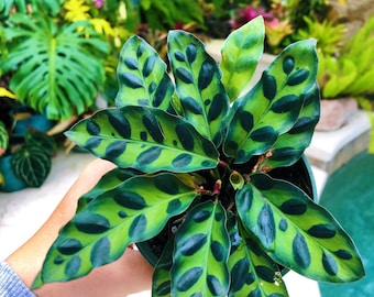 Calathea Lancifolia Rattlesnake Live House PrayerPlant 4” Pot