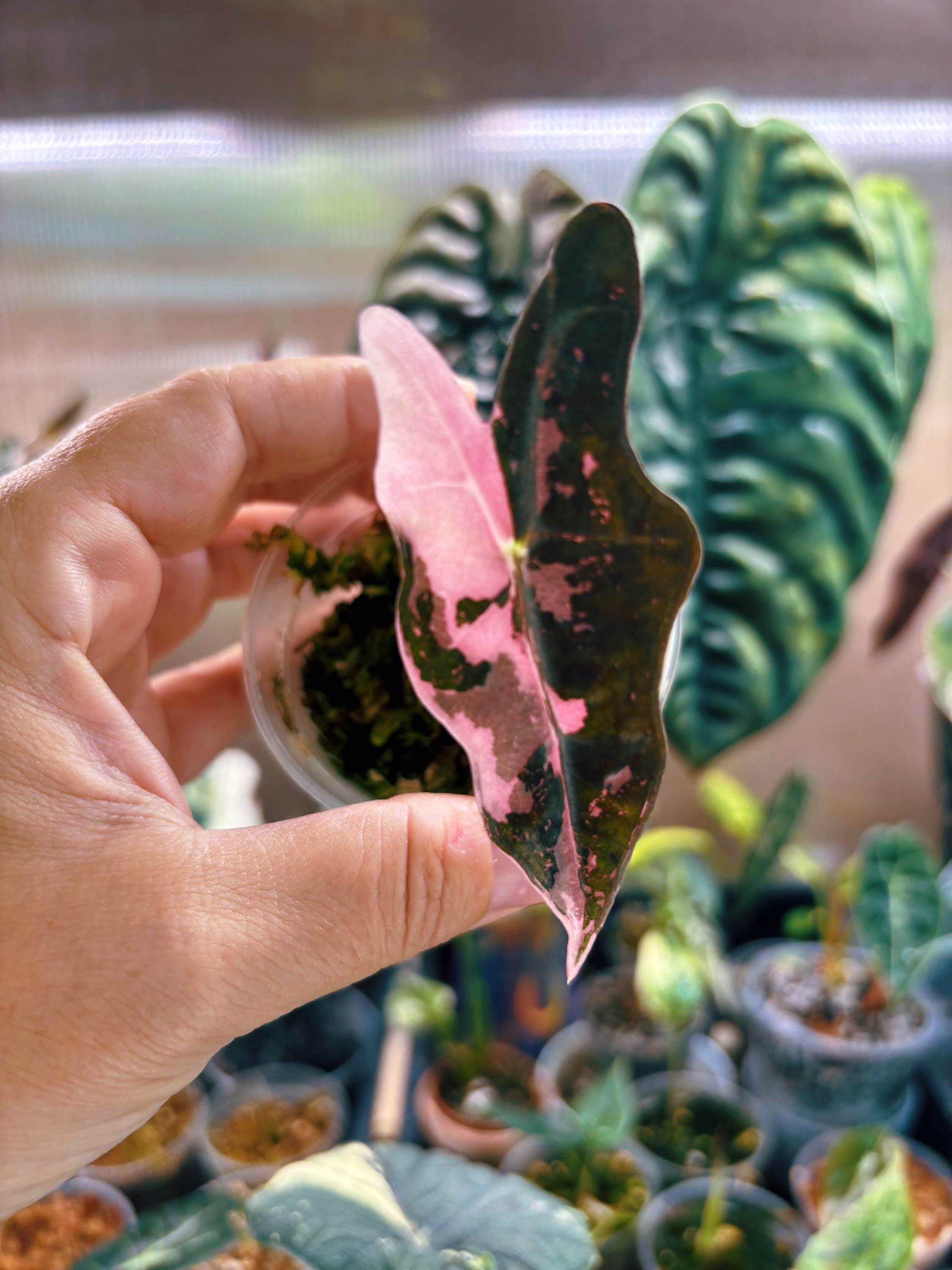 アロカシア ノビリス ピンク Alocasia Nobilis Pink Variegata