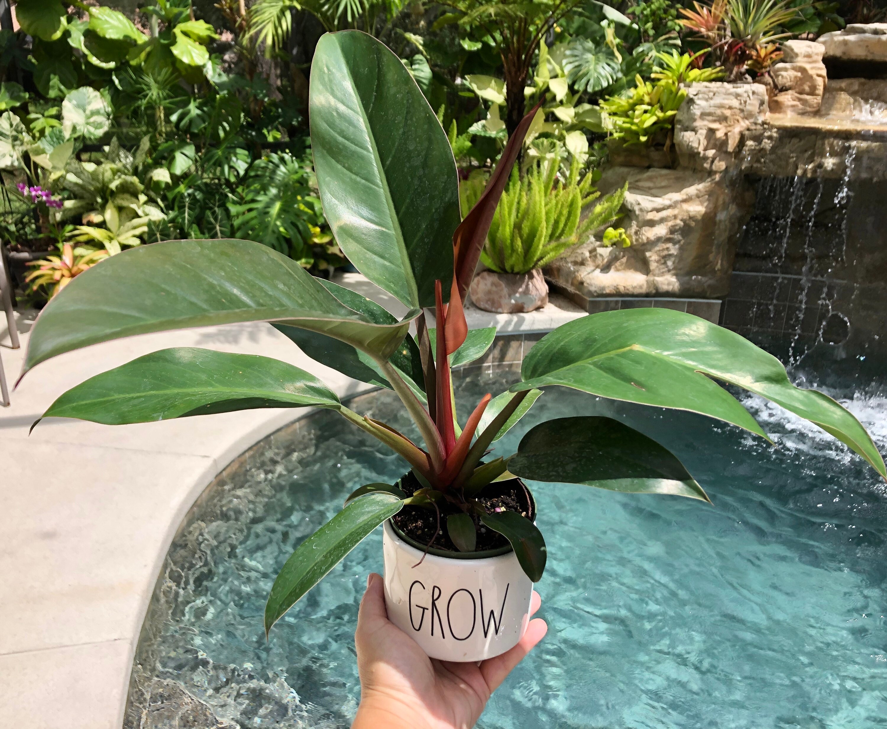Philodendron Imperial Red Plant