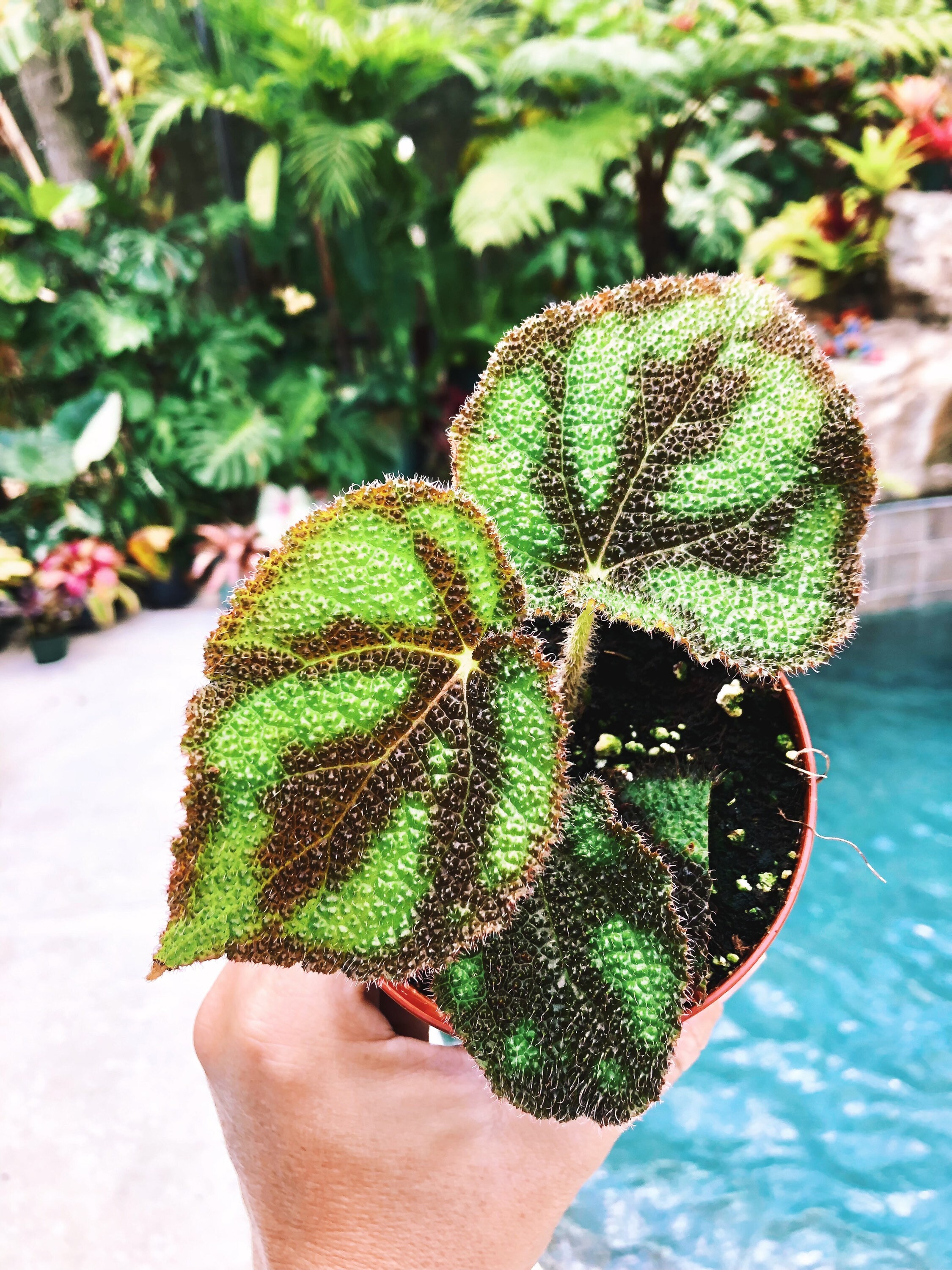 RARE Begonia Variegata Variegated Live House Plant Aroid Etsy