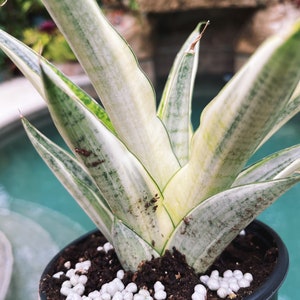 Sansevieria Gabriella White Albo Variegated  Snake Easy Care 4” Pot House Plant