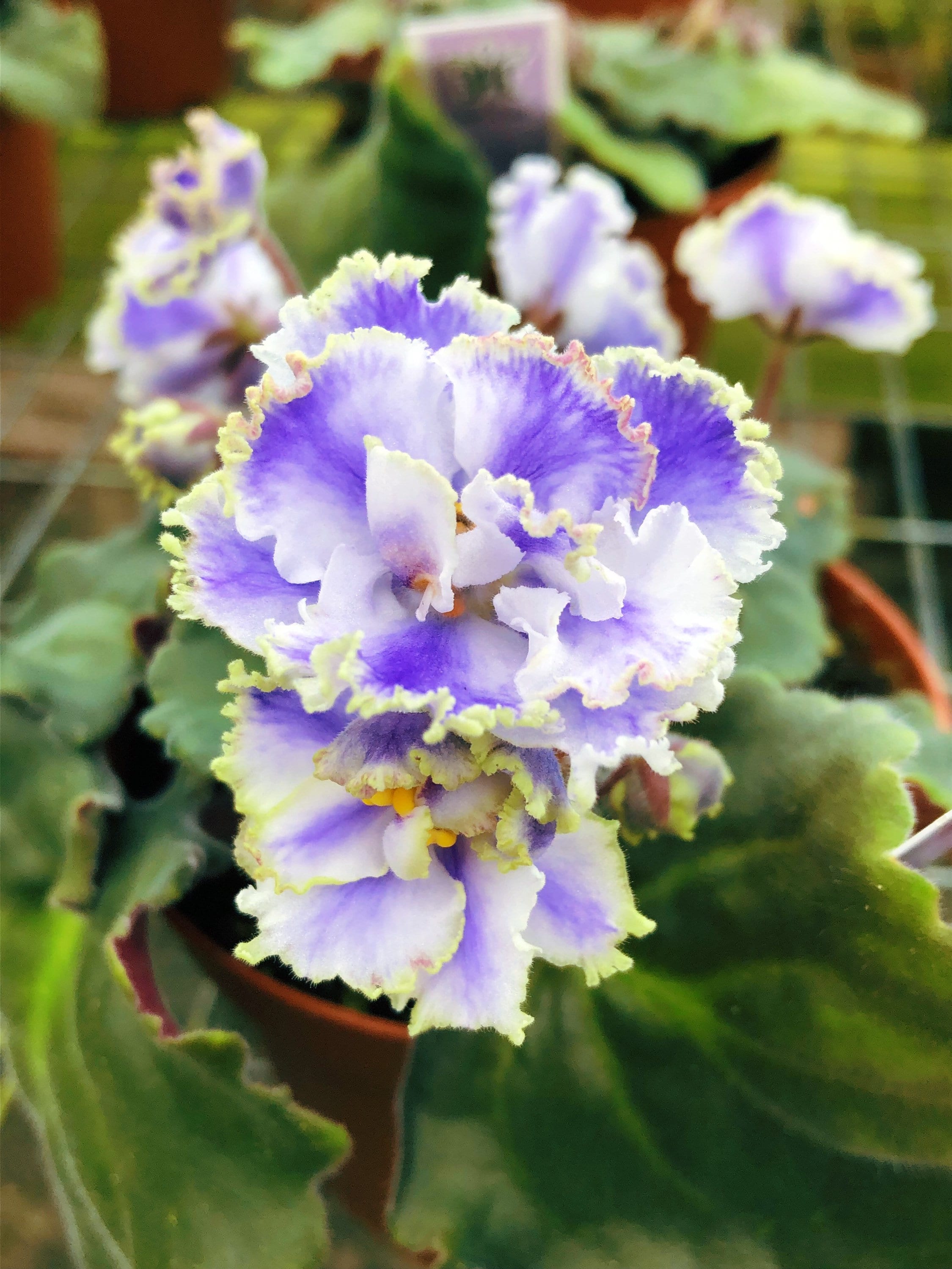 Live House Plant Variegated Ruffle Frilled Bloom African Violet