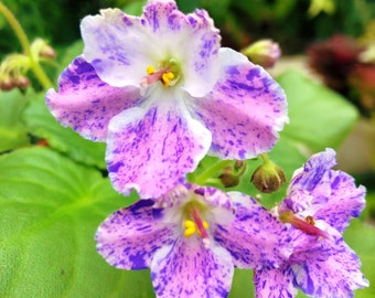 Live house plant variegated fantasy ruffle frilled bloom African Violet ‘K’s Dancing Spree’ garden 4” flower Potted gift