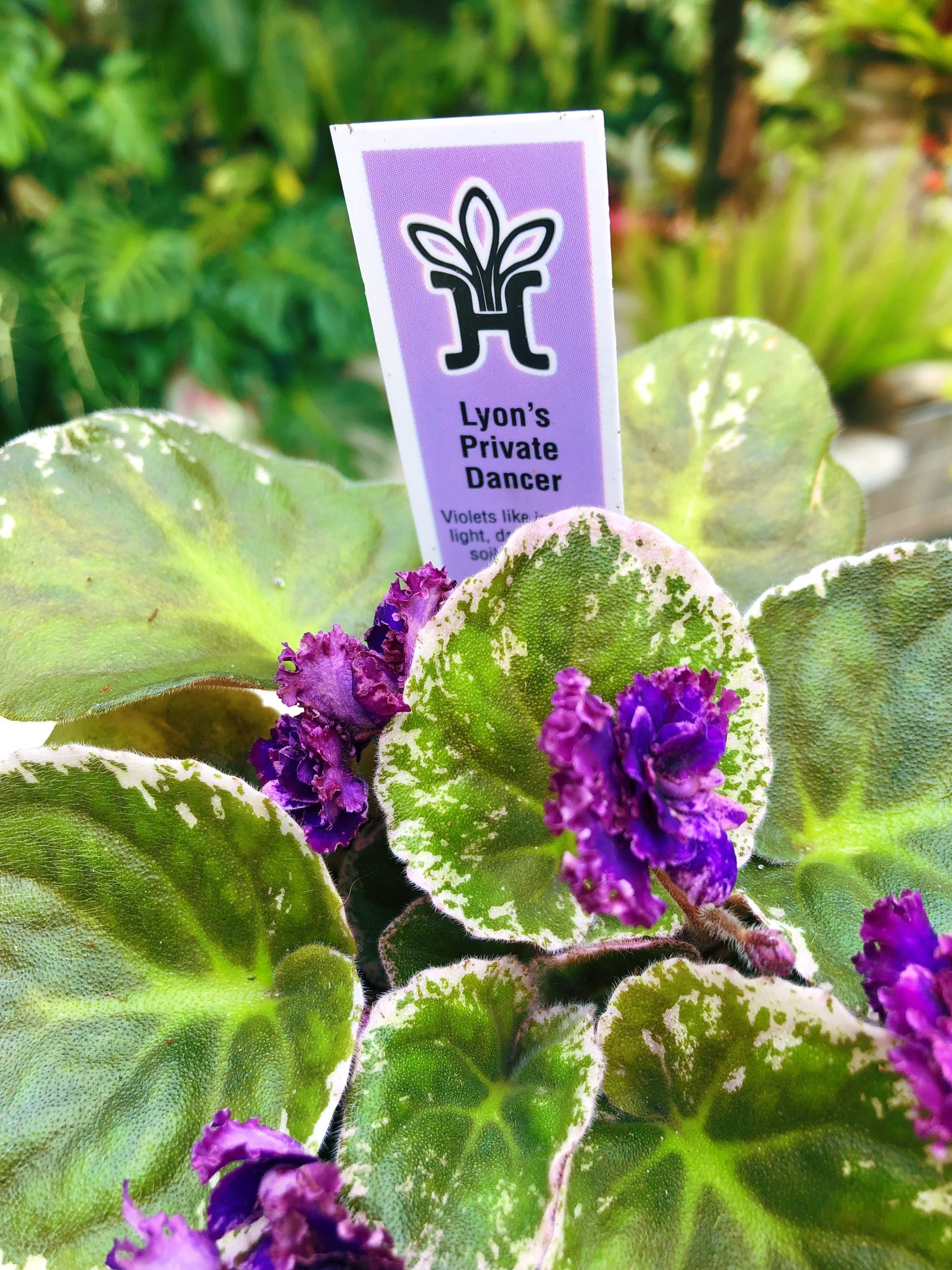 Live House Plant Variegated Bloom African Violet lyons Etsy