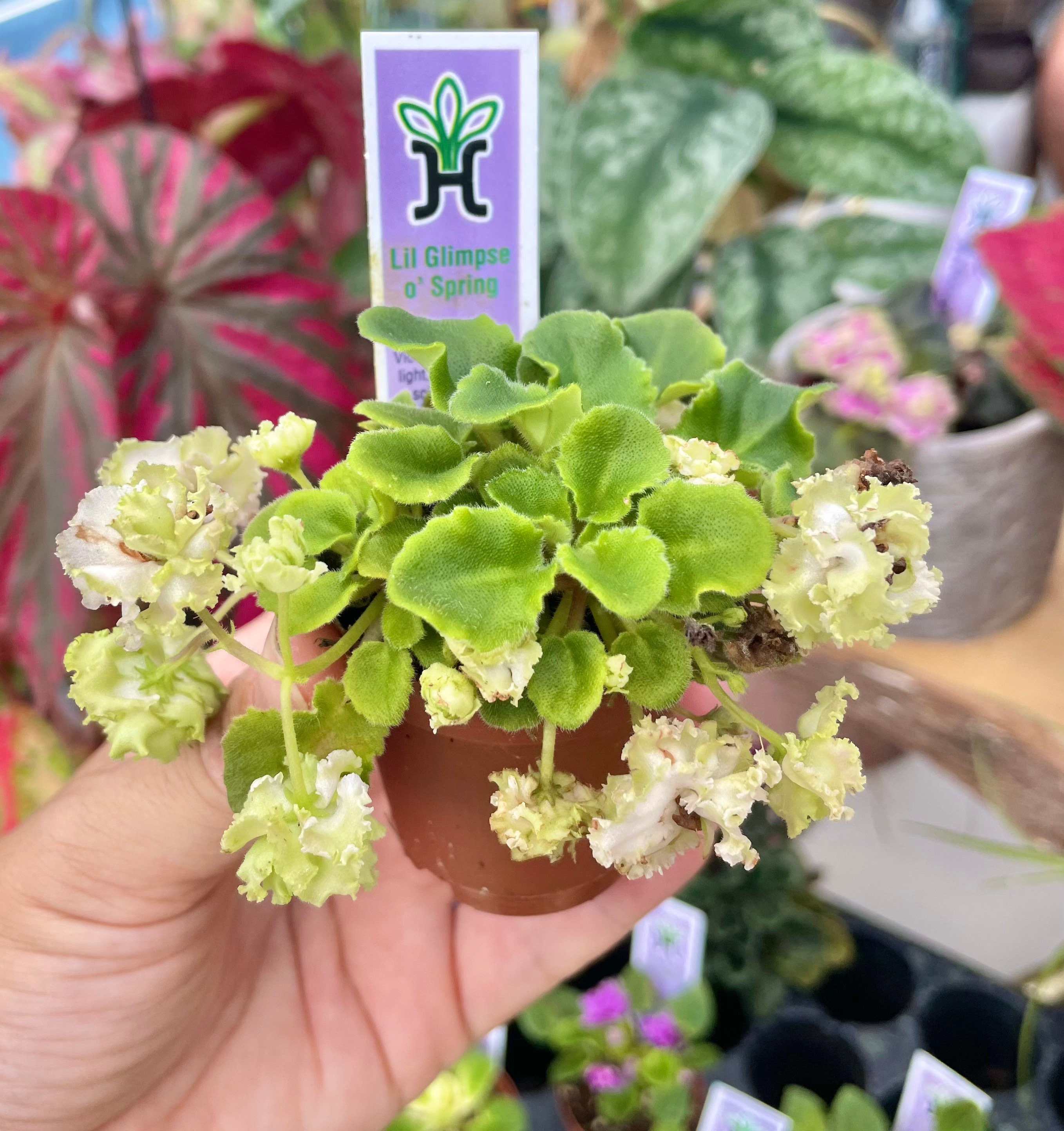 Miniature mini African Violet  ‘lil Glimpse o’ Spring’ white green ruffled double 2” Potted house plant flower gift pixie