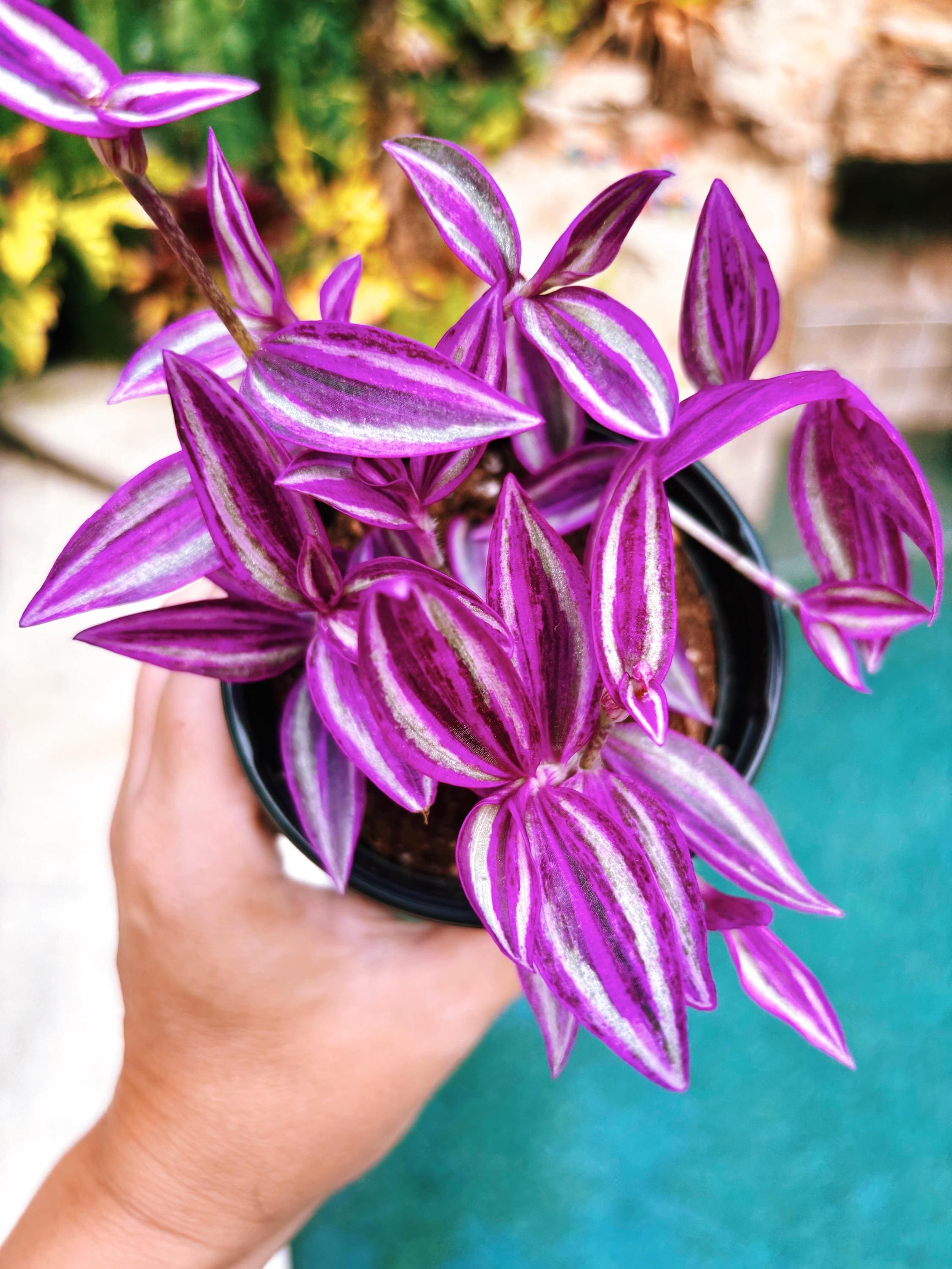 【ゅ੭Ʊ˚ぃԑι˝ぃι˝ 】水素活性スティック×４本 Tradescantia 'pink Paradise' Neon Purple Variegated Live Indoor