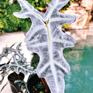 RARE Alocasia Silver Nobilis corm or 4” potted live house aroid plant