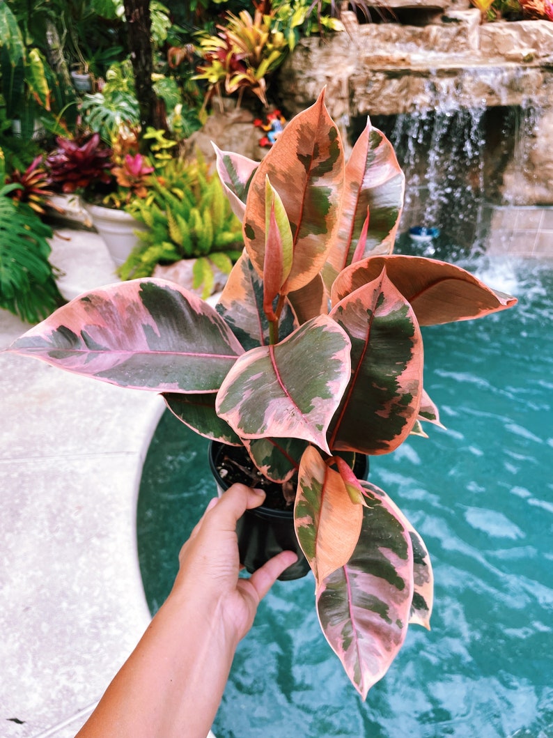 Large Ficus Elastica Tineke ‘Belize’