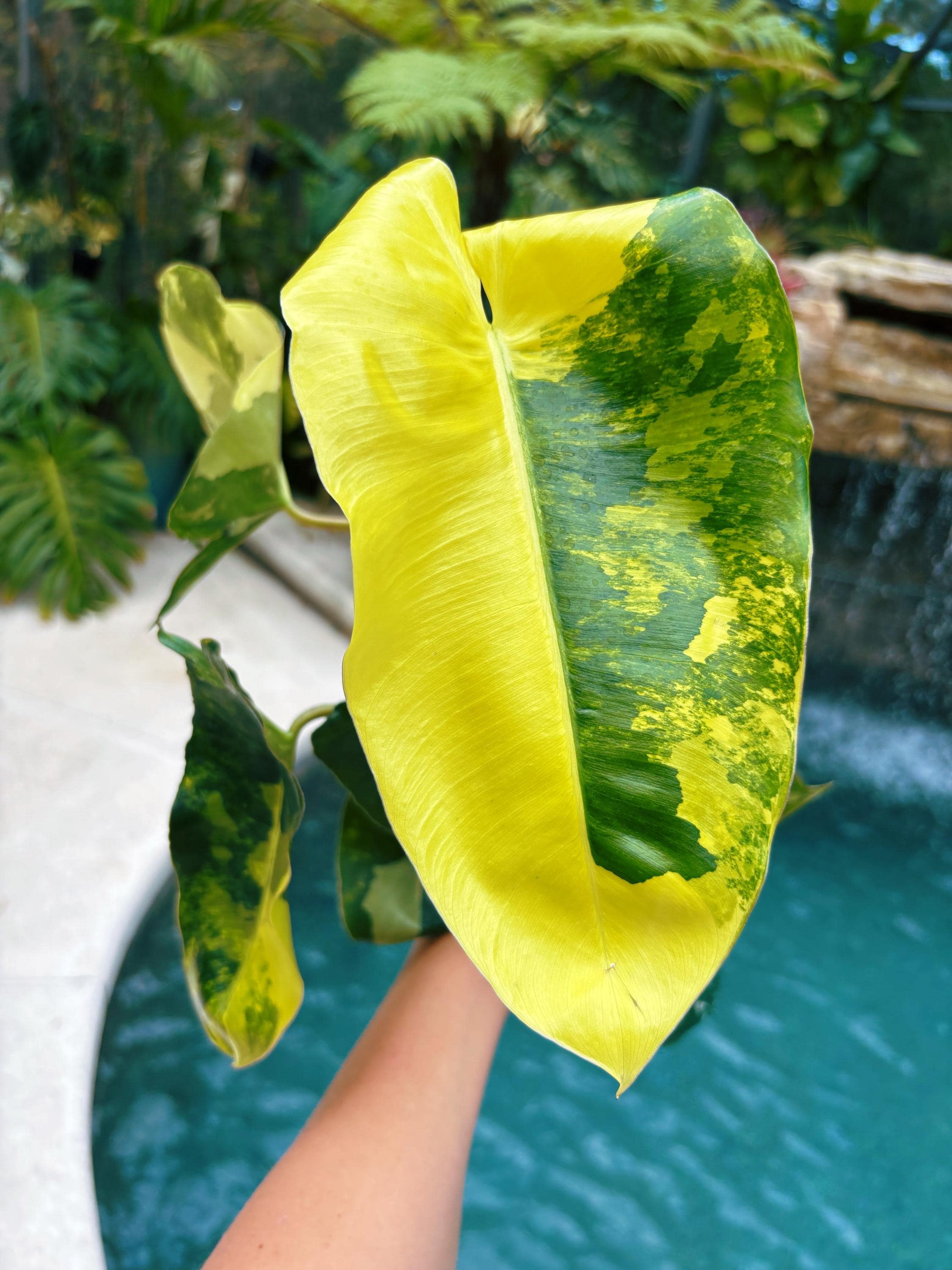 rhaphidophora tetrasperma philodendron The Snobby Leaf | Philodendron Mini Monstera Minima - 6 inch Pot