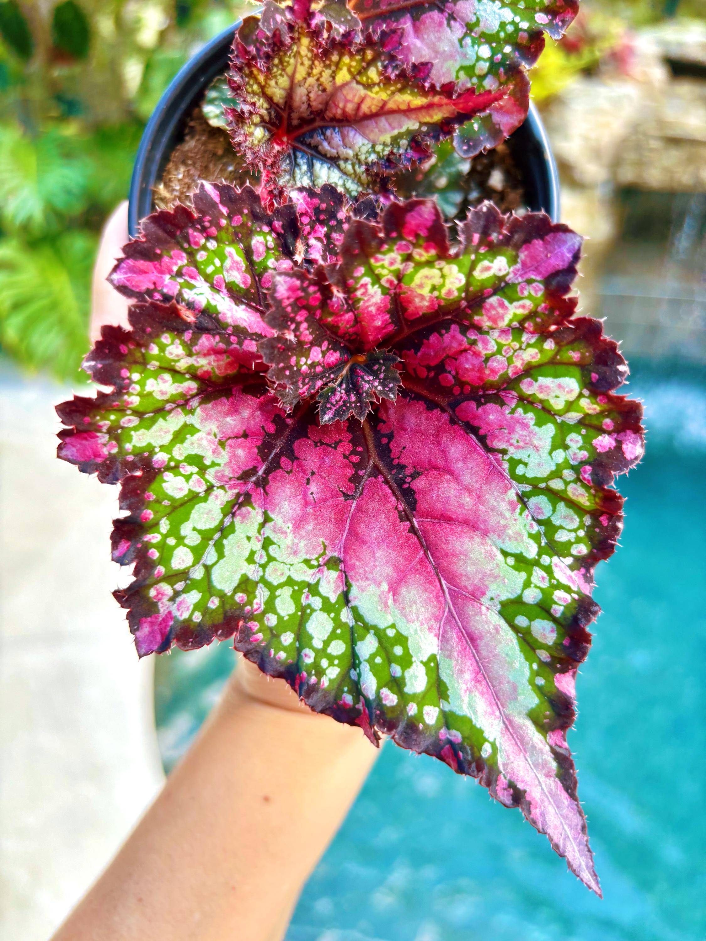 金太郎　アイランドミント&フランキンセンス15mL Rex Begonia Watermelon Swirl Live House Plant Potted 4” Pot - Etsy