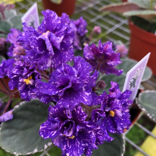 Live house plant Harmony’s African Violet Ruffled ‘Cajun’s Beautiful Oblivion’ Sport variegated purple garden 4” flower Potted gift