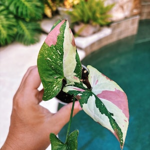 Rare! Syngonium Red Spot Tricolor Galaxy Variegated live 2” potted plant house plant 38c