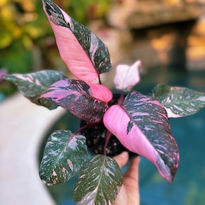 ビカクシダ P.Pink Princess Spore 7204 Rare Philodendron Pink Princess Tricolor Marble Galaxy Variegated