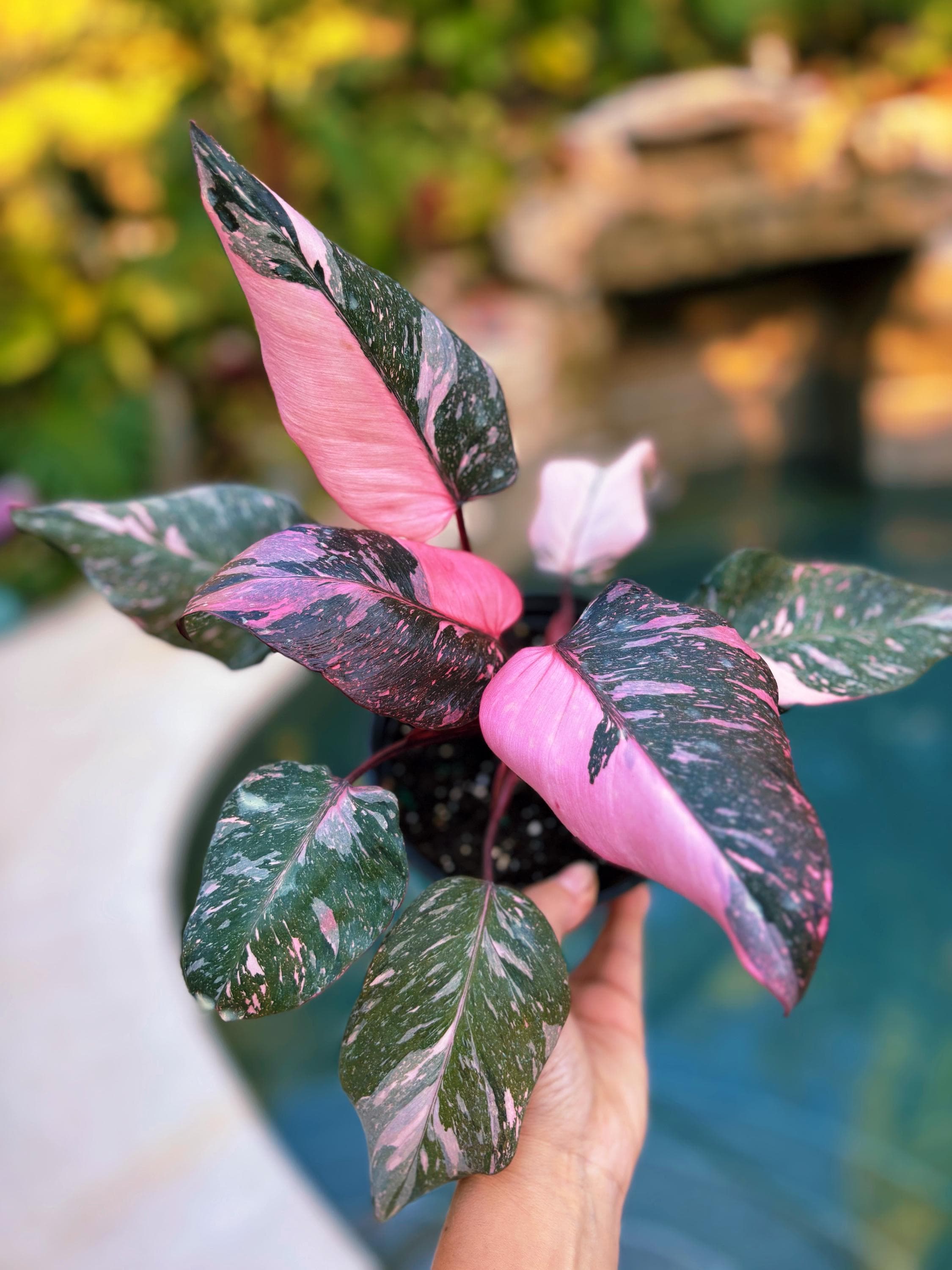 Rare Philodendron Pink Princess Tricolor Marble Galaxy Variegated