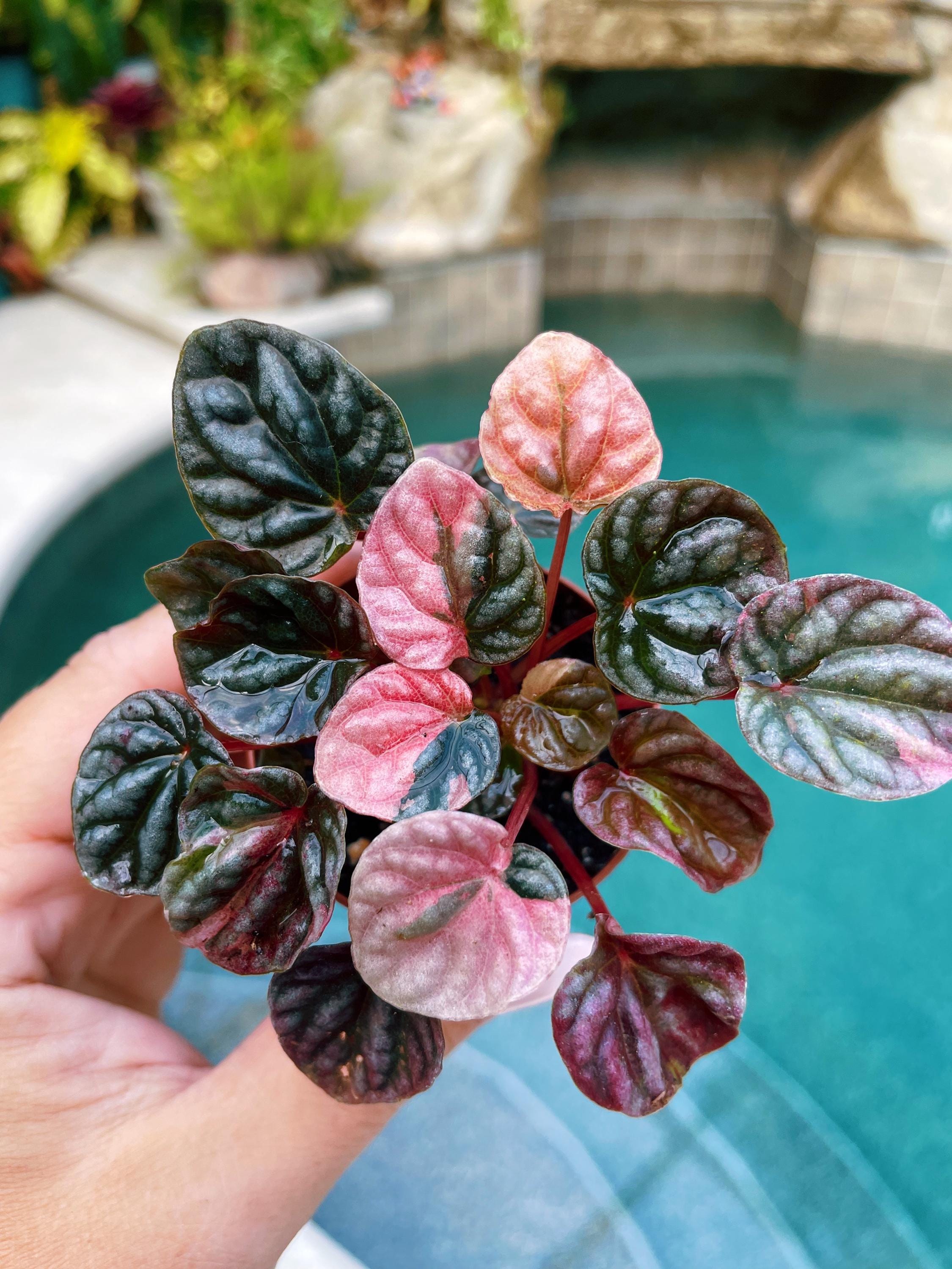 Peperomia argyreia variegated / 極斑入り スイカペペロニア⑦│観葉
