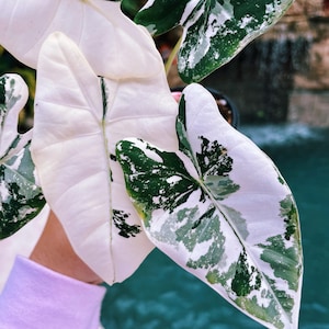 May include: A close-up of a variegated plant with large, white leaves with green splotches. The plant is held in front of a blue background.