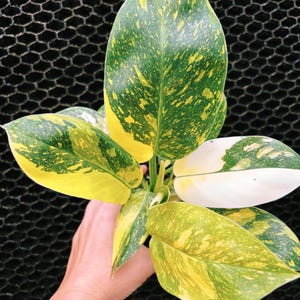 May include: Close-up of a plant with large, variegated leaves. The leaves display a mix of green, yellow, and white, with a speckled pattern. The plant is held by a hand, showcasing the vibrant colors and textures of the foliage. The background is a black mesh.