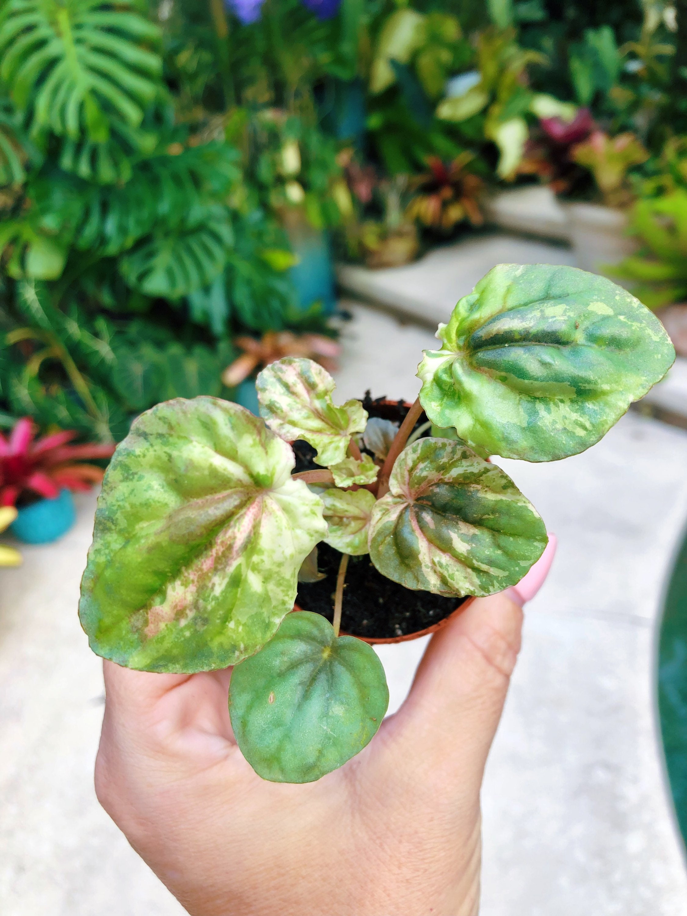 ships in 4 pot Peperomia Marble ships in 4 pot Peperomia Marble