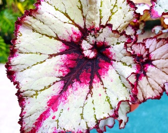 New Release Rex Begonia ‘Harmony’s Bloodmoon’ Live House Plant Potted 4” gift