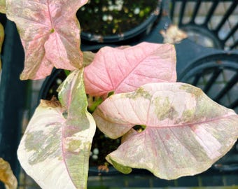 Rare! Syngonium Double Variegated Pink Cloud Spot Tricolor Galaxy Marble aroid live 4” potted plant house plant growers choice