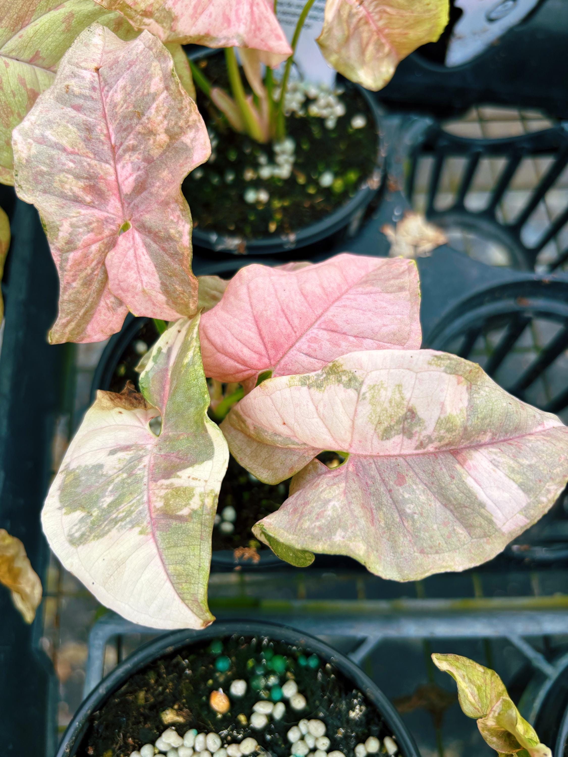 Rare! Syngonium Double Variegated Pink Cloud Spot Tricolor Galaxy Marble  Aroid Live 4 Potted Plant House Plant Growers Choice - Etsy