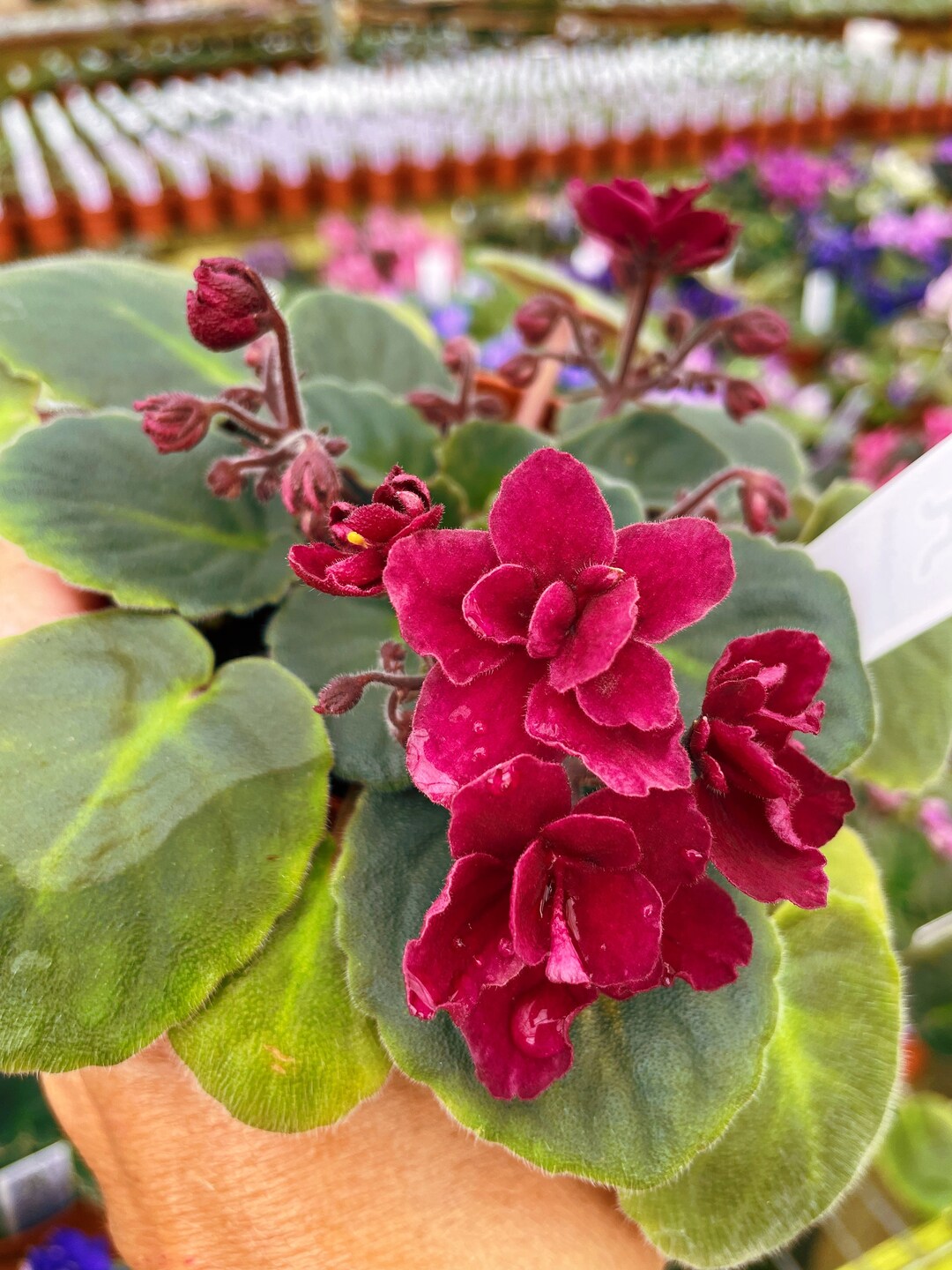 Live House Plant Bloom Red African Violet Harmony's 'tomahawk