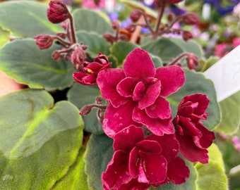 Live house plant bloom Red African Violet Harmony’s ‘Tomahawk’ garden 4” pot flower Potted gift