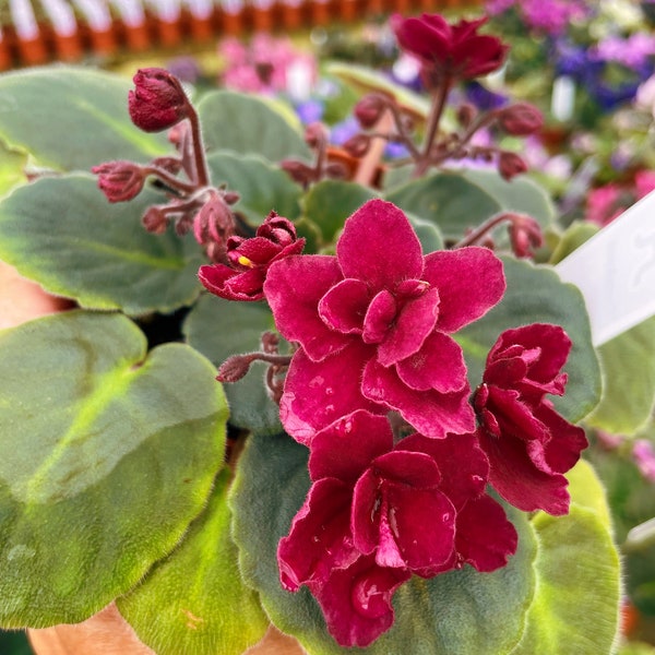 Live house plant bloom Red African Violet Harmony’s ‘Tomahawk’ garden 4” pot flower Potted gift