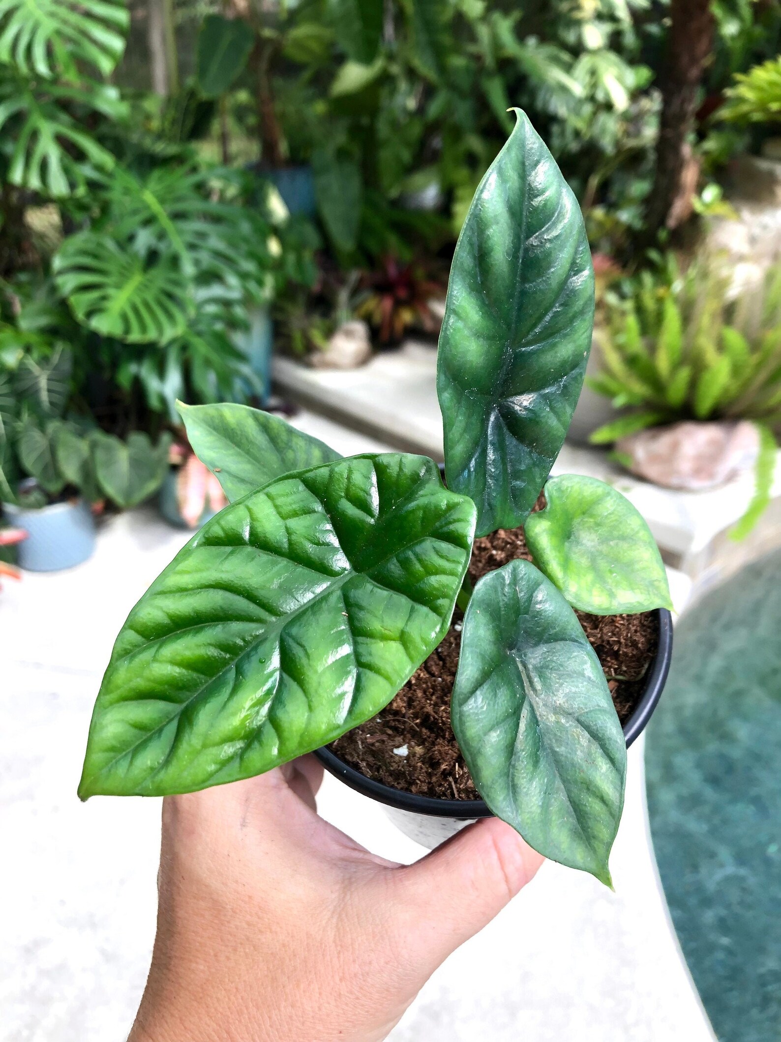 Alocasia Sinuata Quilted Dreams